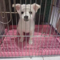 واگذاری سگ فنجونی بازیگوش