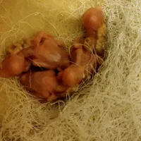 جوجه فنچ نرگسی شکلاتی|پرنده|تهران, استخر|دیوار