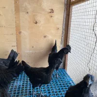 مرغ و خروس لاکندزی