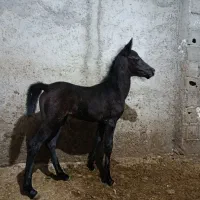 اسب کرد|حیوانات مزرعه|ماهدشت, |دیوار