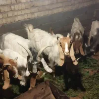 گوسفند کهره .بز