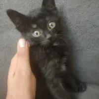 واگذاری گربه