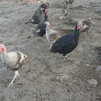 ۴ تا بوقلمون خانگی  دونه ای ۳ تومان