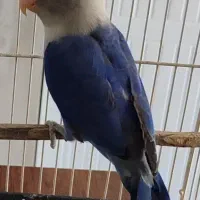 کوتوله مولد نژاد دار جوجه جمع کن خوش رنگ