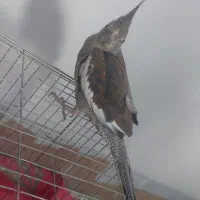 عروس هلندی ماده