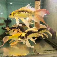 ماهی زینتی|ماهی|فولادشهر, B4|دیوار