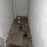 سگ مالینویز