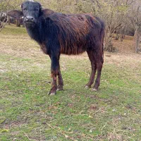 لیشه گاومیش