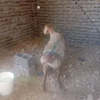 گوسفند