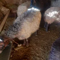 باسکول پانصد کیلوی وچهار راس میش افشاری جوان|حیوانات مزرعه|بن, |دیوار