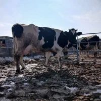 یک‌عدد‌گاو‌شیری