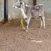 گوساله سیمنتال ماده