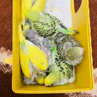 مرغ عشق|پرنده|ایلام, |دیوار