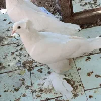 چندین عدد جاندار