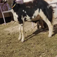 پوست گاوی جنس بالا