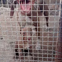 سگ بیتفول