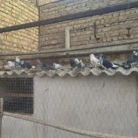 کفتر پرشی ،یاهو،سرور،طوقی،|پرنده|قم, نیروگاه|دیوار