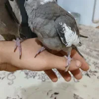 ۳ عدد عروس هلندی  سینامون