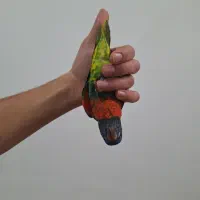 طوطی لوریکیت|پرنده|تهران, باشگاه نفت|دیوار