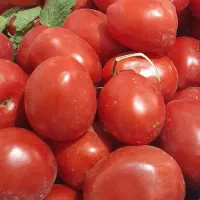 کوجه فرنگی تازه چین ارگانیک کیلو ۲۸