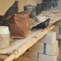 کبوترصرب