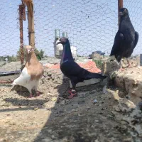 ماده آلمانی درست