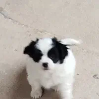 توله سه ماهه ماده نژاد اشپیتز