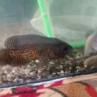 ماهی اسکار و پنگوسی گوشتخوار