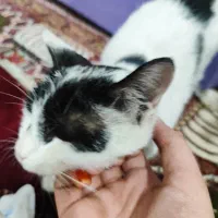 گربه گمشده