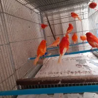 قناری‌قرمز|پرنده|اردبیل, |دیوار