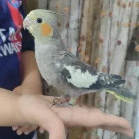 جوجه عروس هلندی|پرنده|رشت, کوی مهر|دیوار