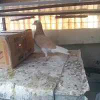 کبوتر ماده گرفته