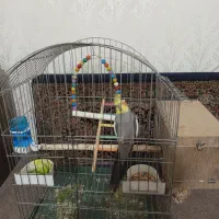 عروس هلندی با تخم|پرنده|ابهر, |دیوار