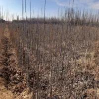 صنوبر تبریز|خدمات باغبانی و درختکاری|میاندوآب, |دیوار