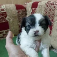 واگذاری سگ پامر سایز ریز|سگ|فارسان, |دیوار