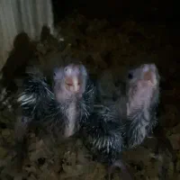 عروس هلندی سرلاکی|پرنده|کرج, کیانمهر|دیوار