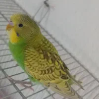 ۵تا مرغ عشق جوانه