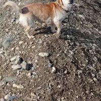 سگ پاه کوتاه