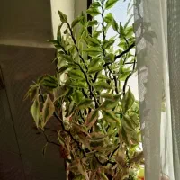 گل پدیلانتوس  سرحال|گل و گیاه طبیعی|کرمانشاه, |دیوار