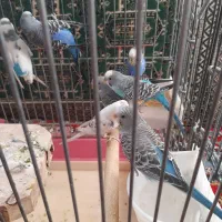 مرغ عشق|پرنده|قزوین, |دیوار