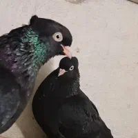 کفتر زاغ آبادان جفت