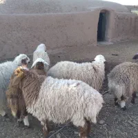 بره نر وماده|حیوانات مزرعه|قائن, |دیوار