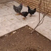 مرغ ایام سمانی|حیوانات مزرعه|قره ضیاالدین, |دیوار