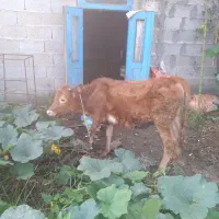 ۳تاگوساله دورگ جرسی وچالوسی|حیوانات مزرعه|احمدسرگوراب, |دیوار