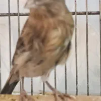 یک عدد قناری  ماده