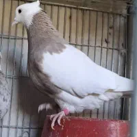 کبوتر