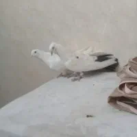 دوتا نر اصفهانی ی سفید بدون غلط و ی سفید دم مشکی|پرنده|خمینی‌شهر, |دیوار