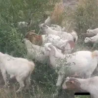 بز آبستن نژاد رایینی