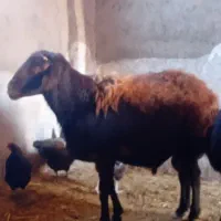 قوچ بزری گله گرد بشرط