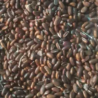 بذر لوبیا سبز